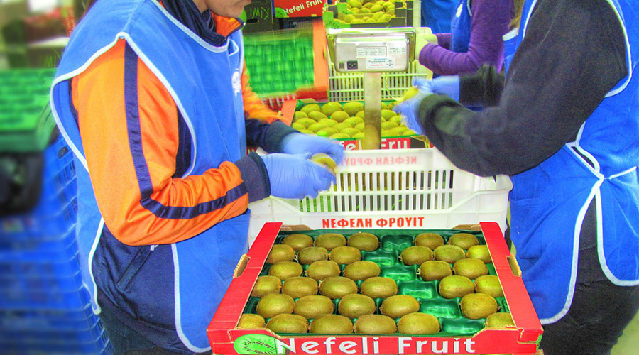 φωτογραφία από την διαλογή των φρούτων